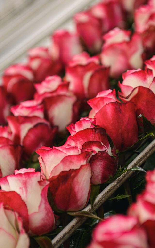 Ecuador roses