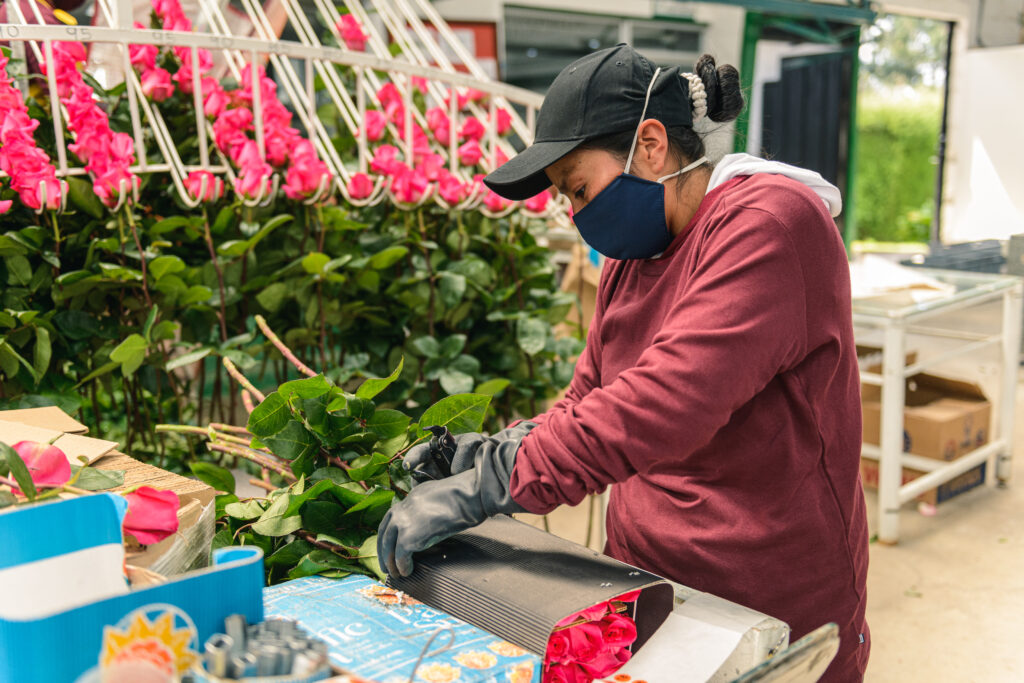Our growers work hard to deliver the best quality roses