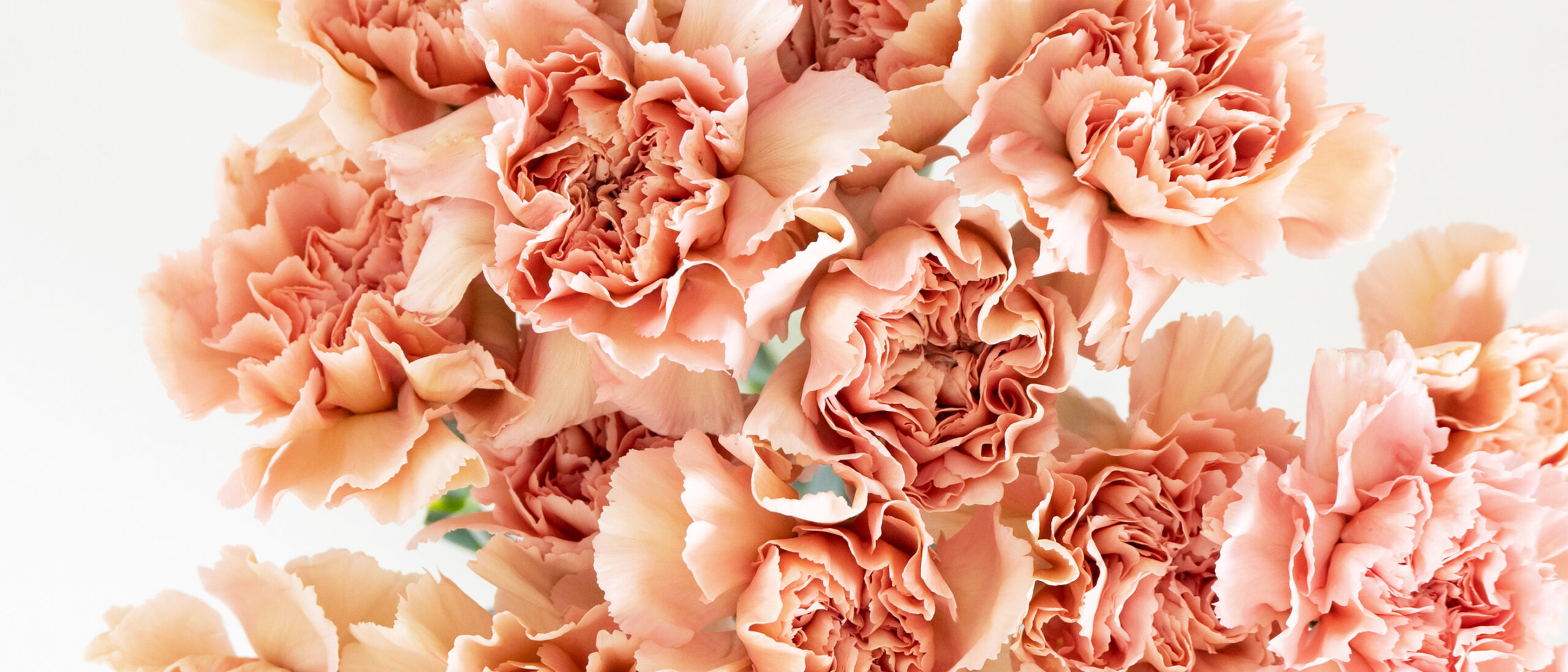 Peach Dianthus