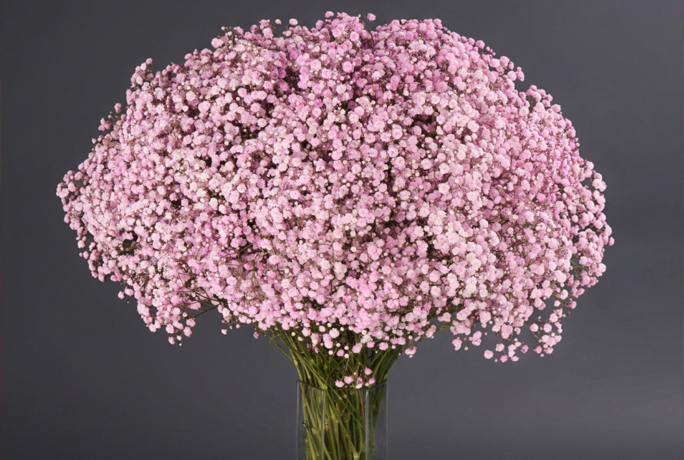 Pink Gypsophila flowers in a glass vase