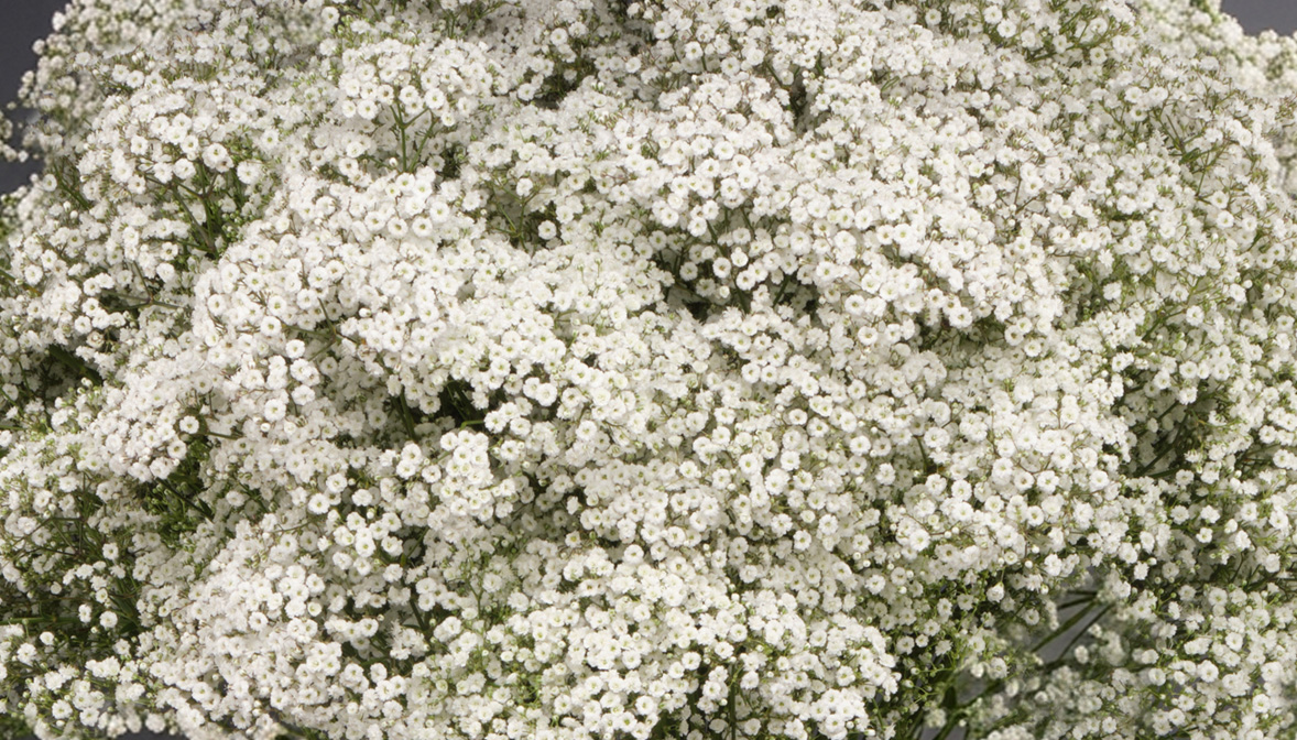 Gypsophila white million star