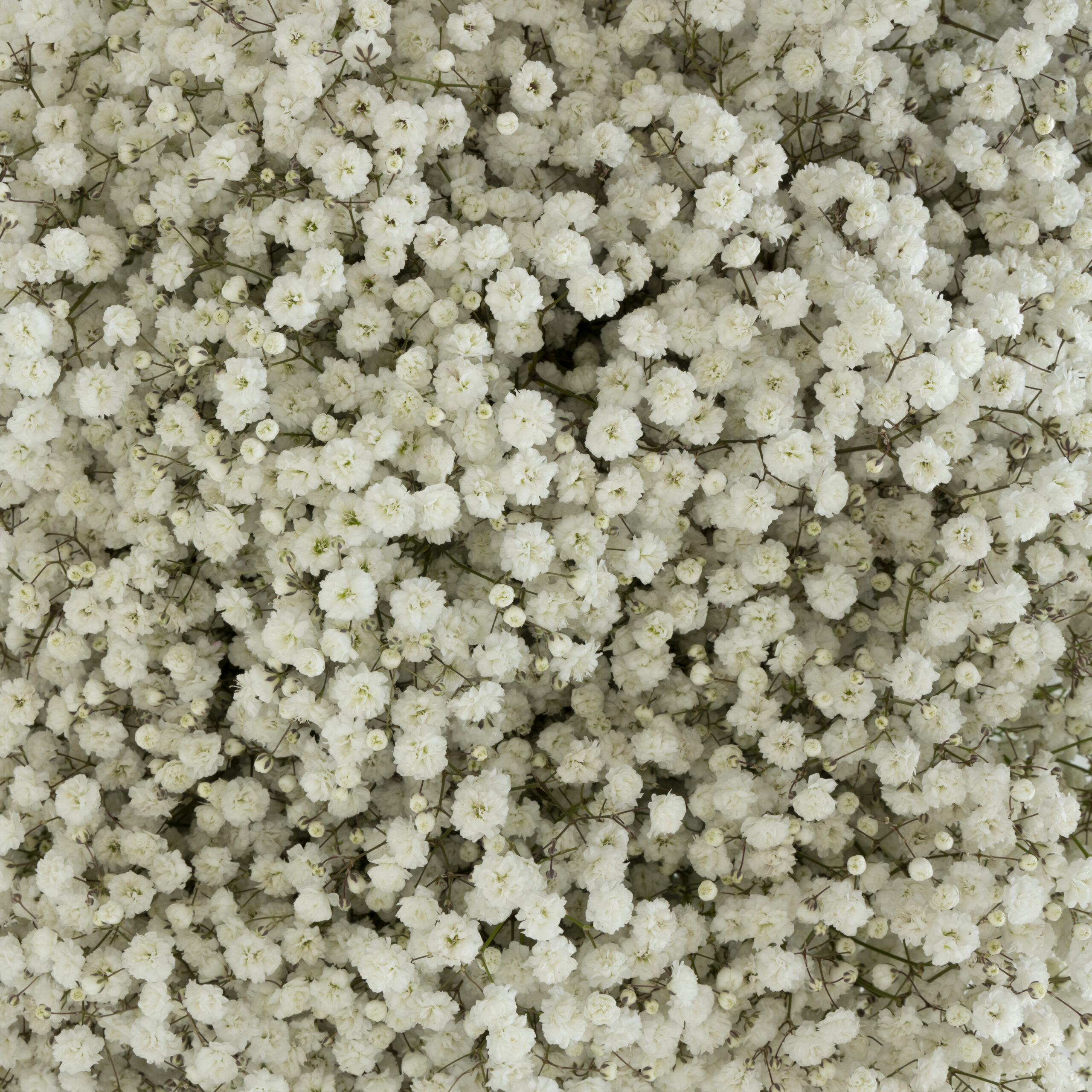 Gypsophila white