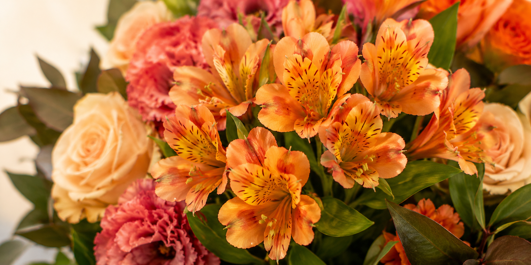 Alstroemeria orange
