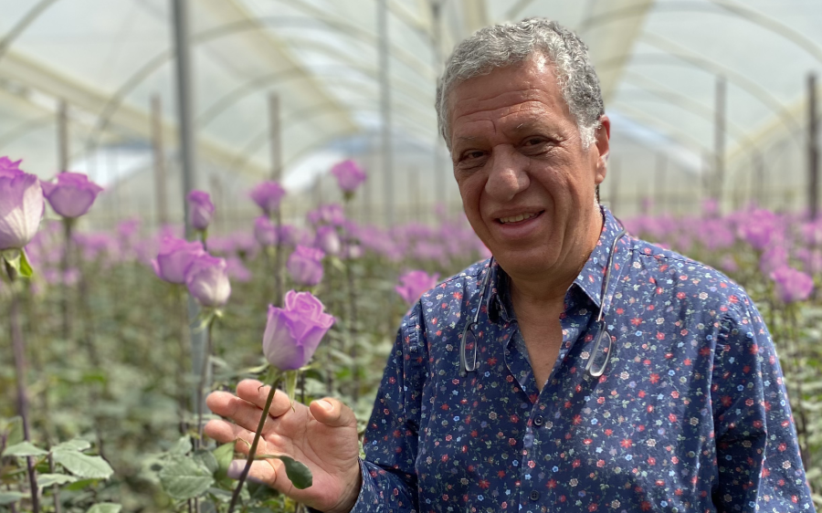 roseamor-preserved-roses-rosefarm-emihana-ecuador-purpleroses