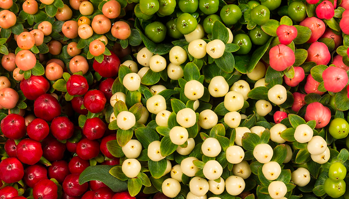 Hypericum premium quality