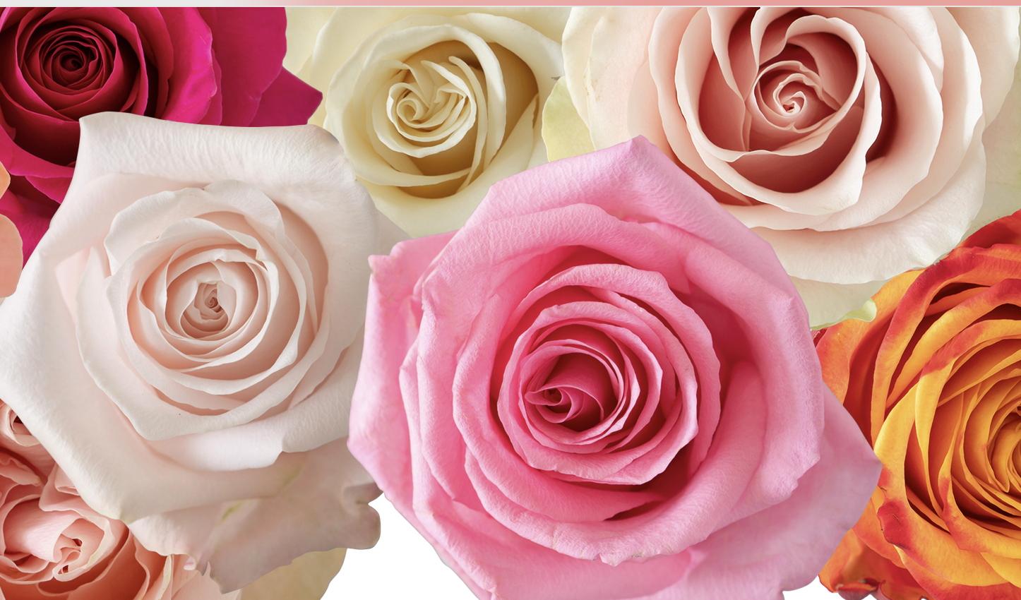 Premium ecuador roses
