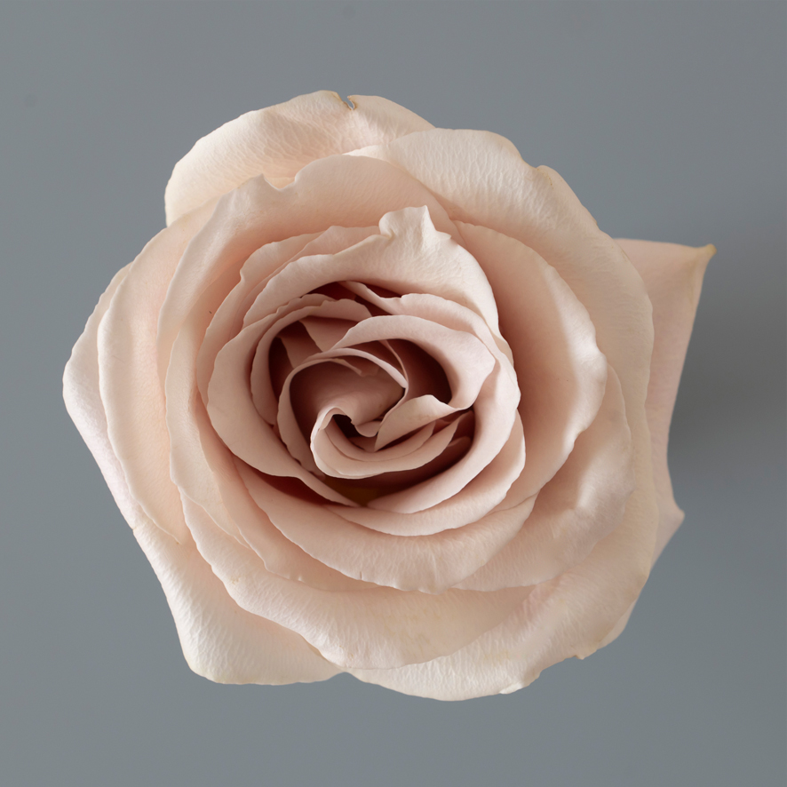 Quiksand Ecuador rose