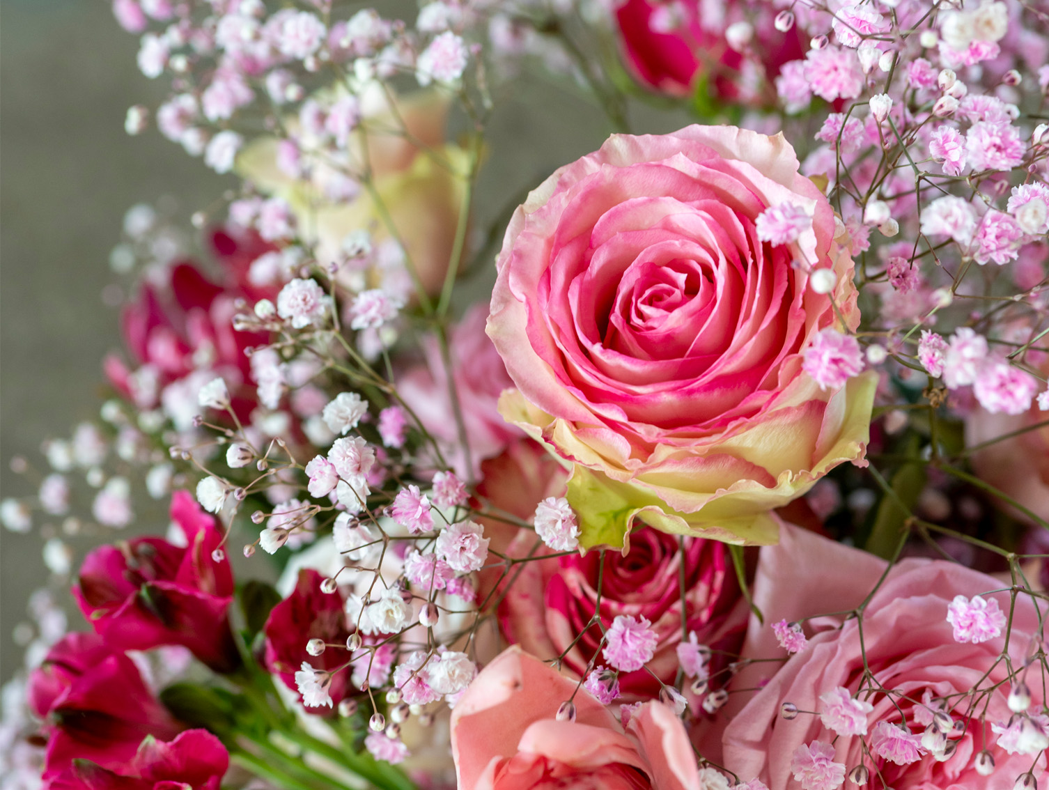 Pink Ecuador roses gypsophila