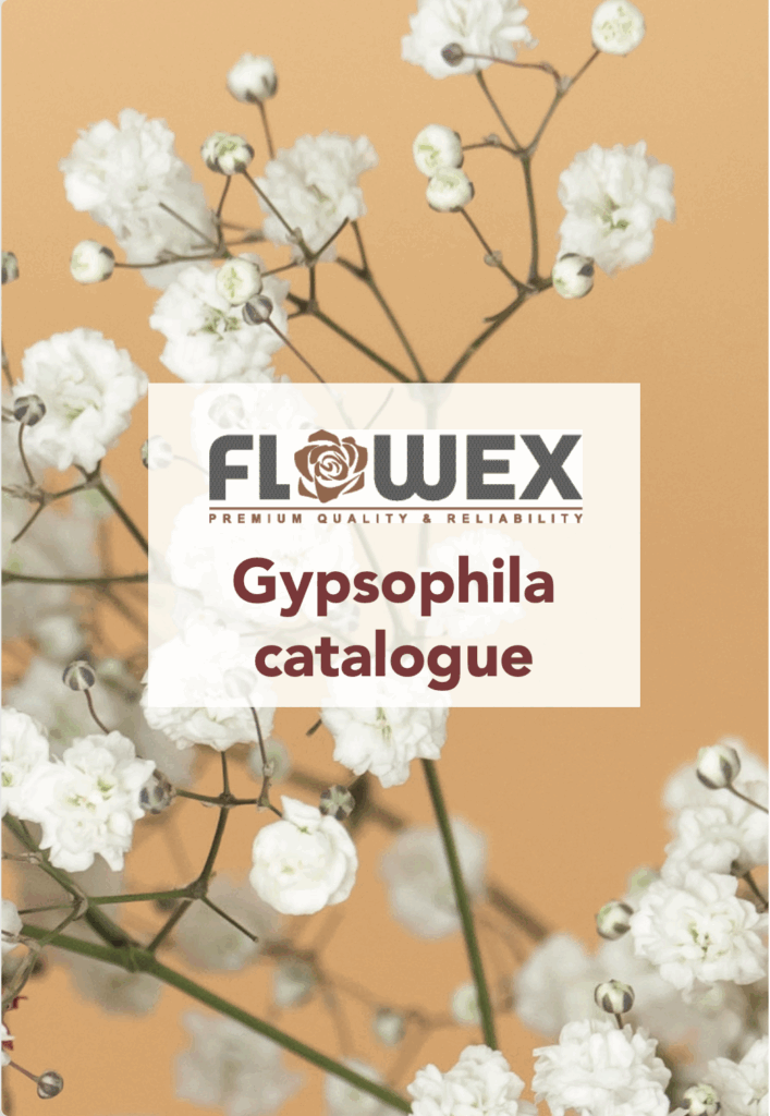 Gypso catalogue
