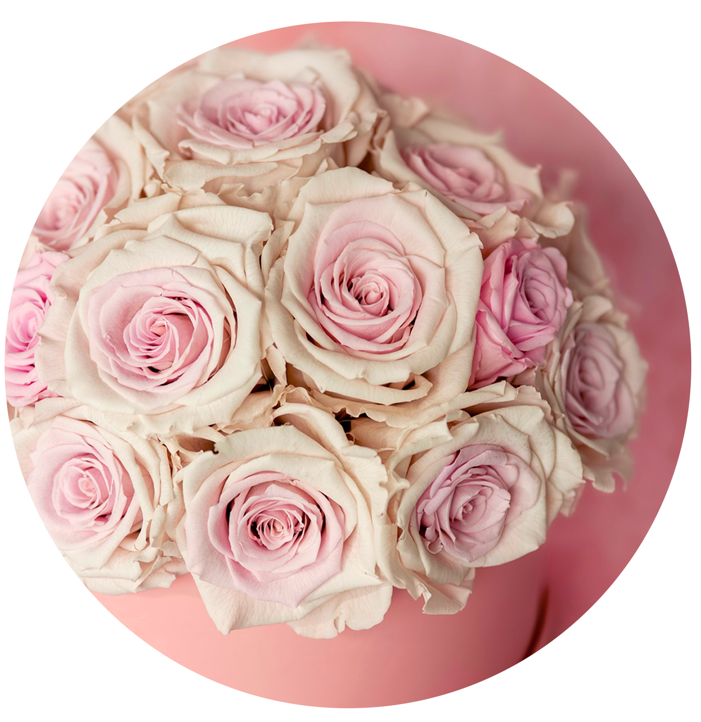 Premium preserved roses from RoseAmor in soft pink tones